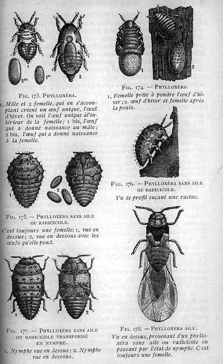 Le phylloxera